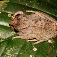 Pseudophilautus lunatus Manamendra-Arachchi & Pethiyagoda, 2005